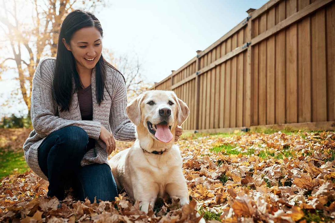 The Ultimate Treat for your Pet's Mobility and Joint Health